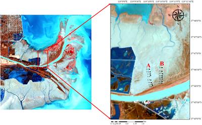 Diversity of soil seed bank and influencing factors in the nascent wetland of the Yellow River Delta